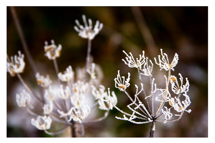 Wintergräser von Michael Fischer63