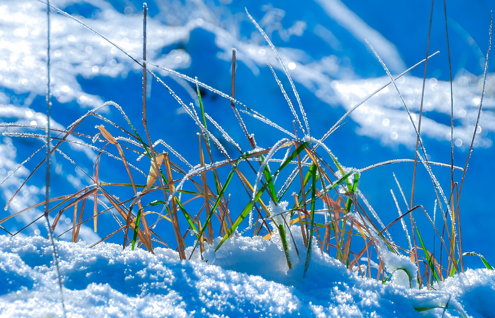 Wintergräser