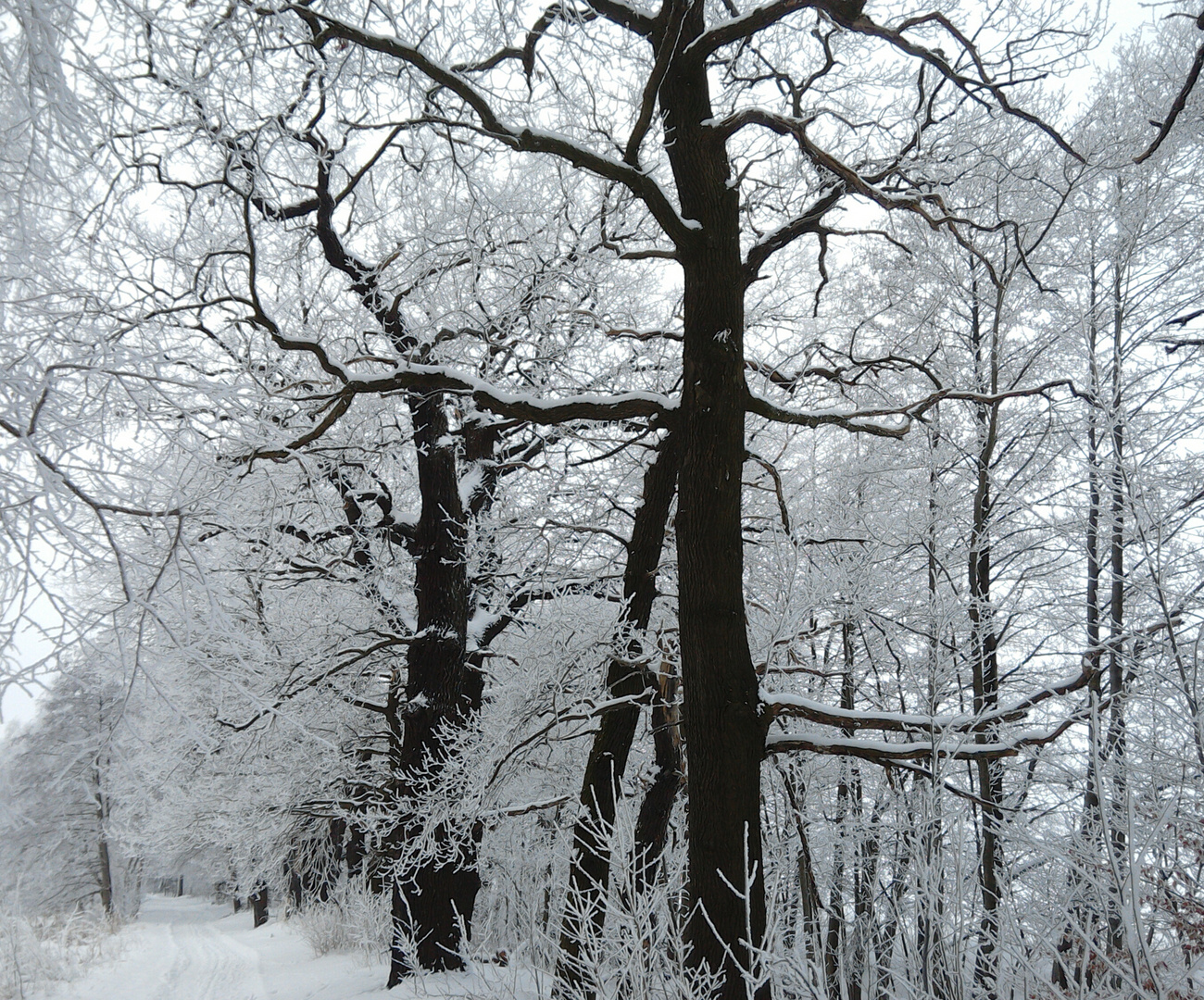 Wintergrafik. Eichen in der Dahlener Heide