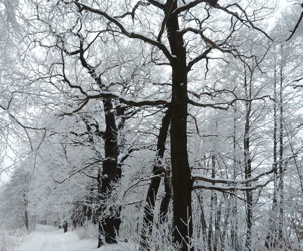 Wintergrafik. Eichen in der Dahlener Heide