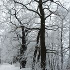 Wintergrafik. Eichen in der Dahlener Heide