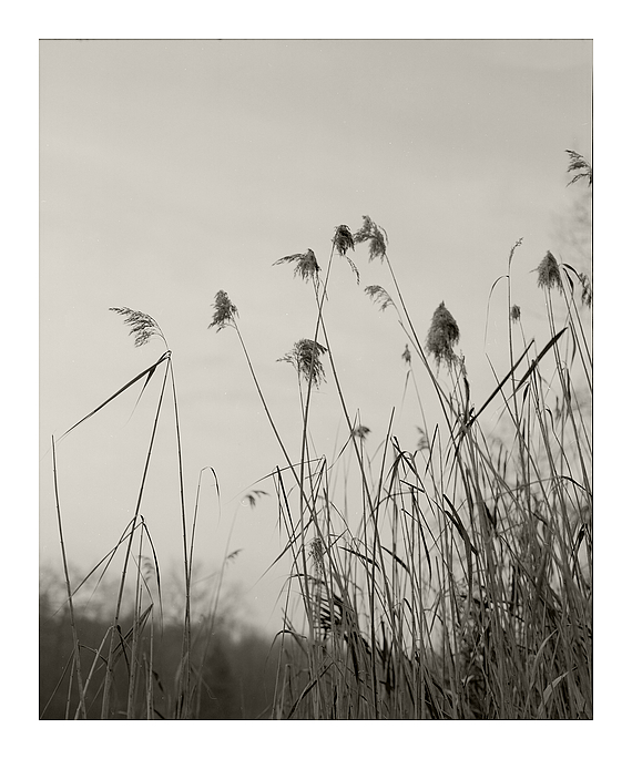 Wintergrass