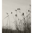 Wintergrass