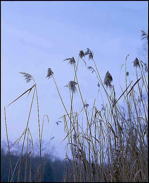 Wintergrass II