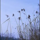 Wintergrass II