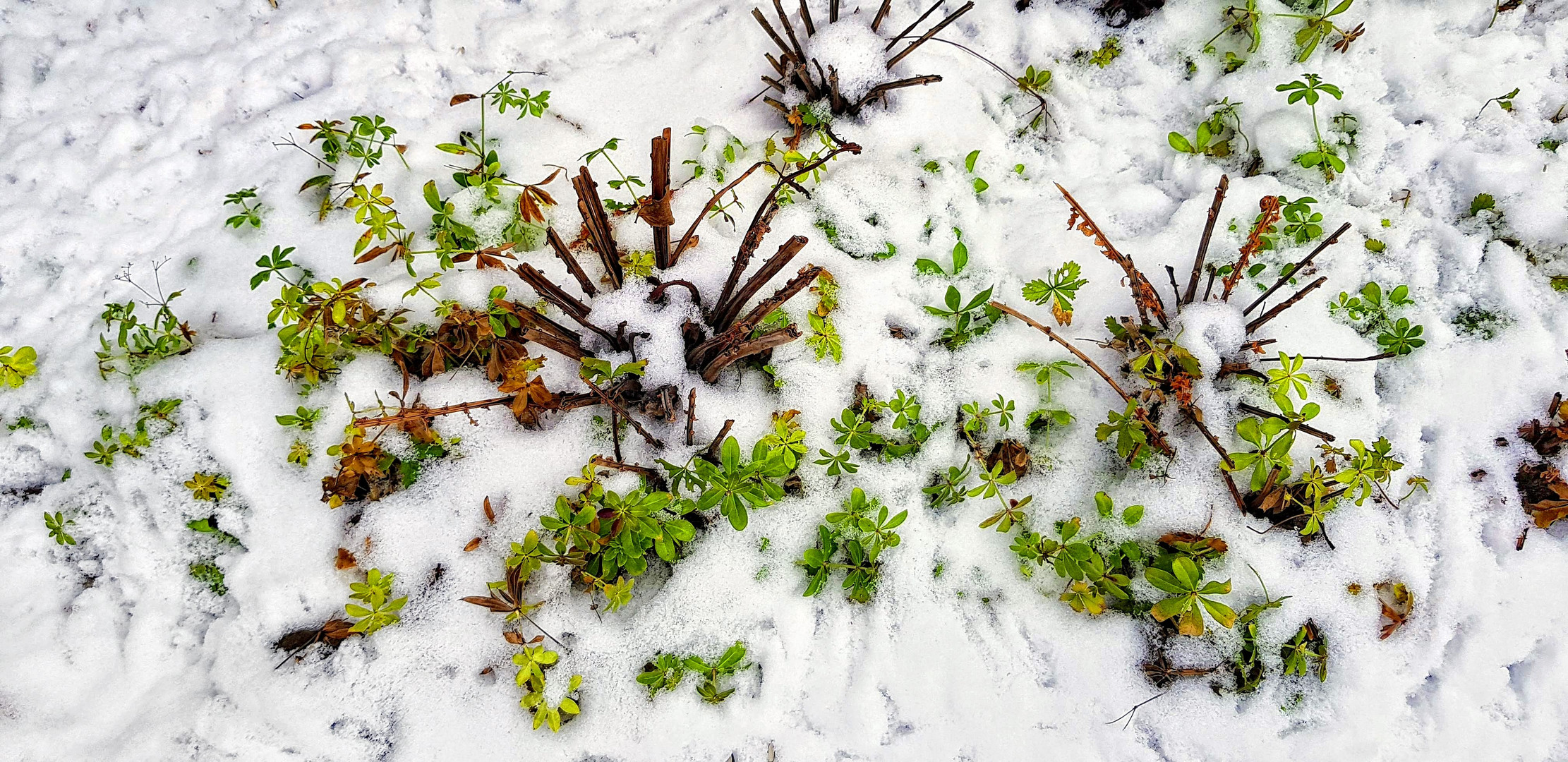 Wintergrün