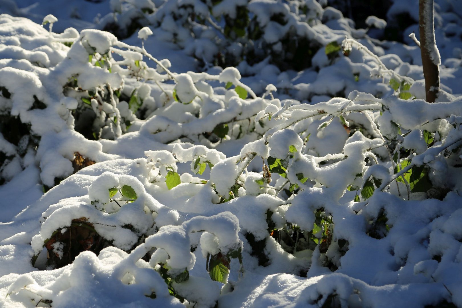 Wintergrün