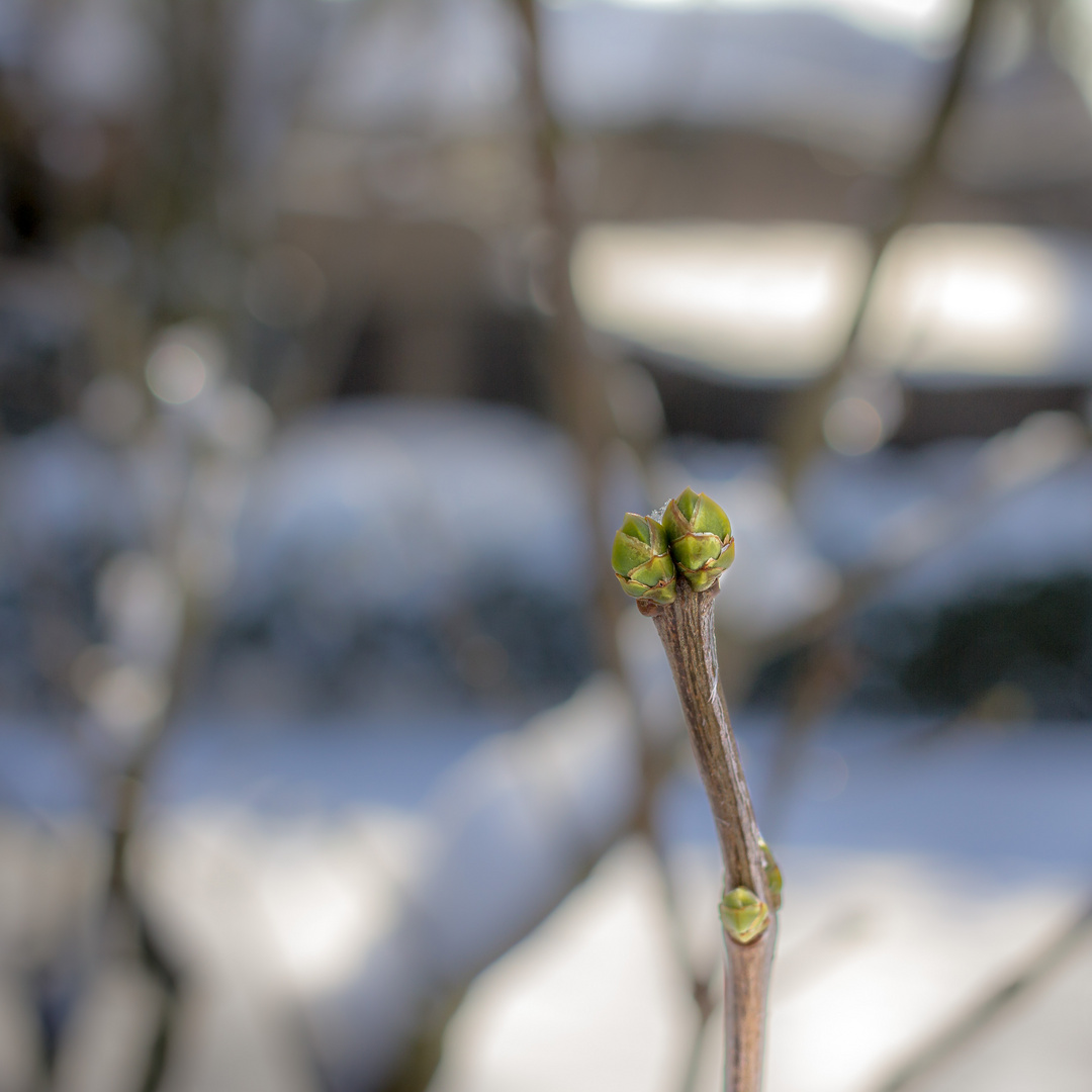 Wintergrün