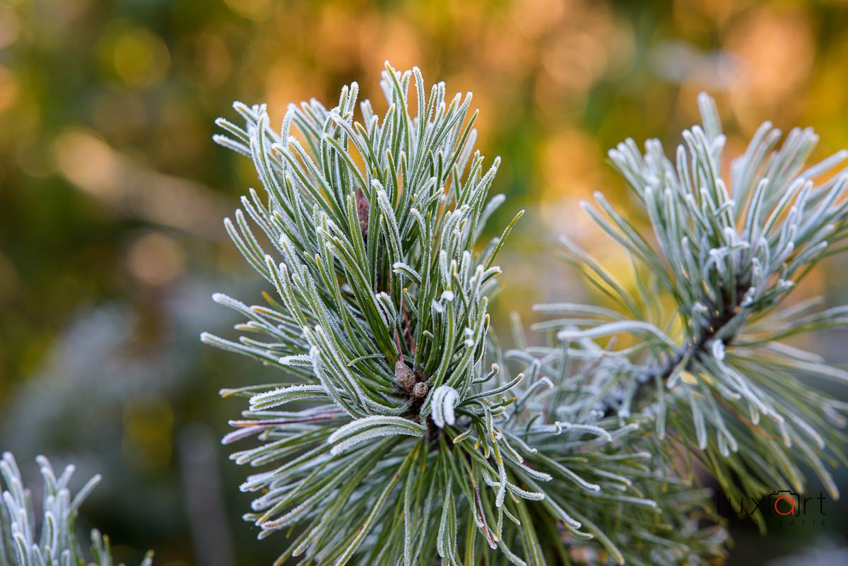 Wintergrün