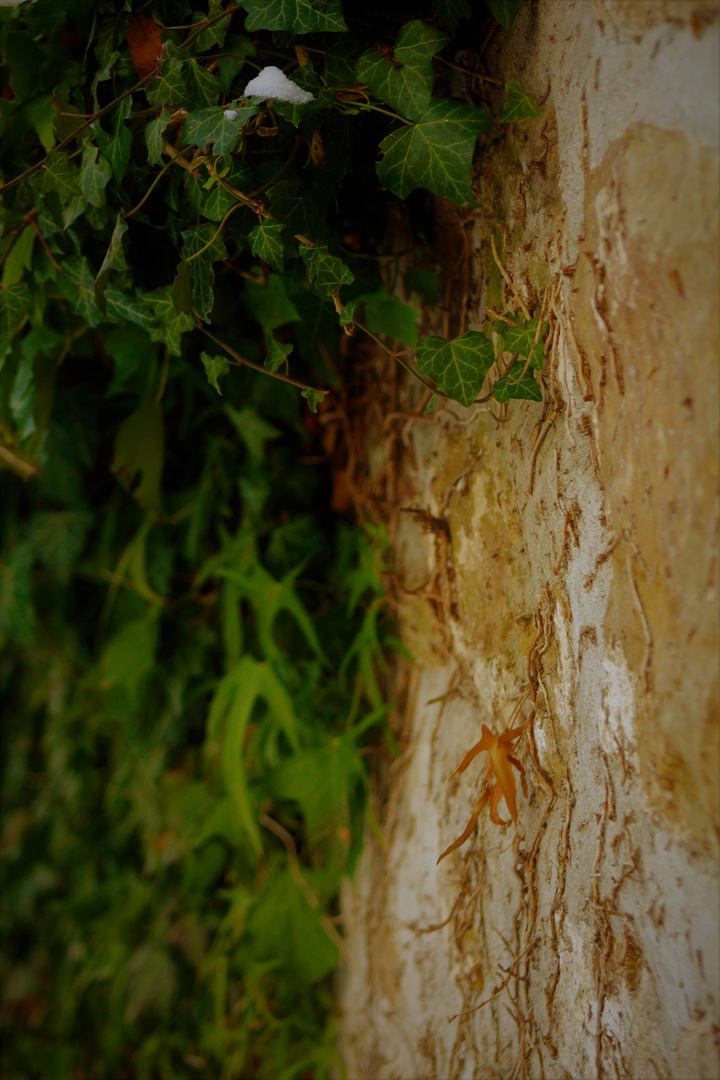 Wintergrün an der Mauer entlang