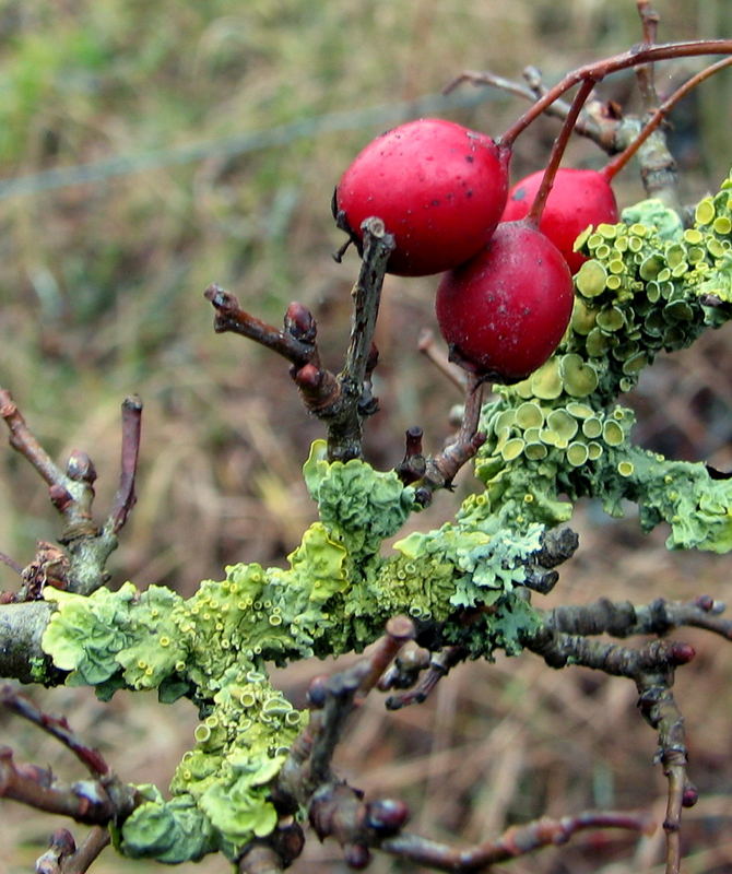 Wintergrüner Weißdorn