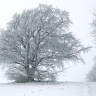 Wintergrüße aus Esch/Eifel