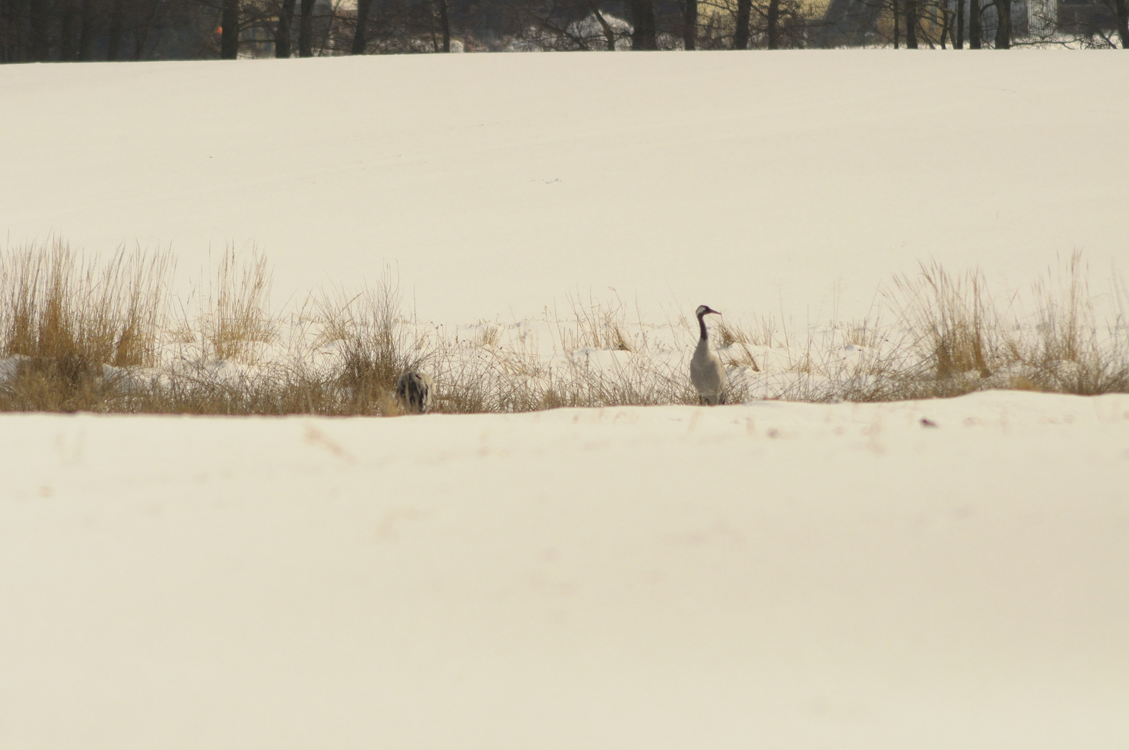 Wintergrus