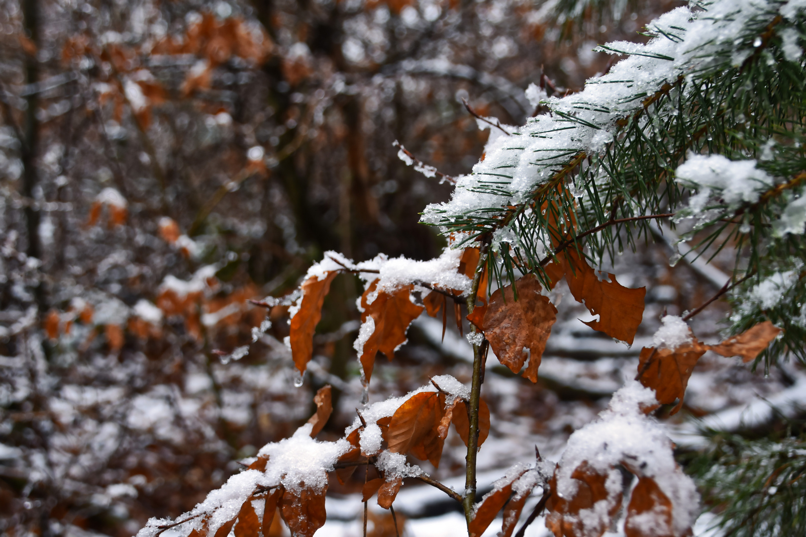 Wintergruß im Februar