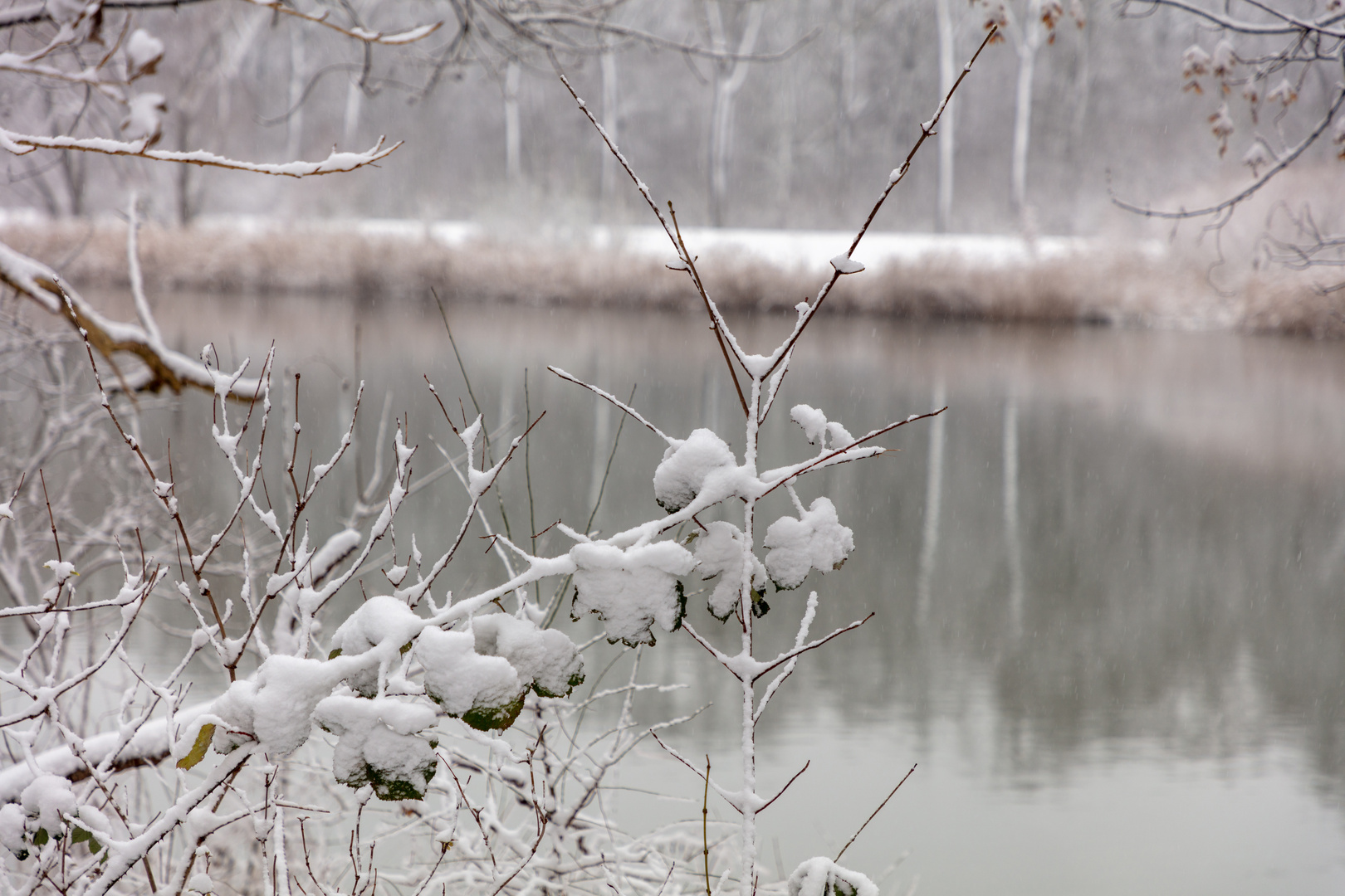 Winterhäubchen