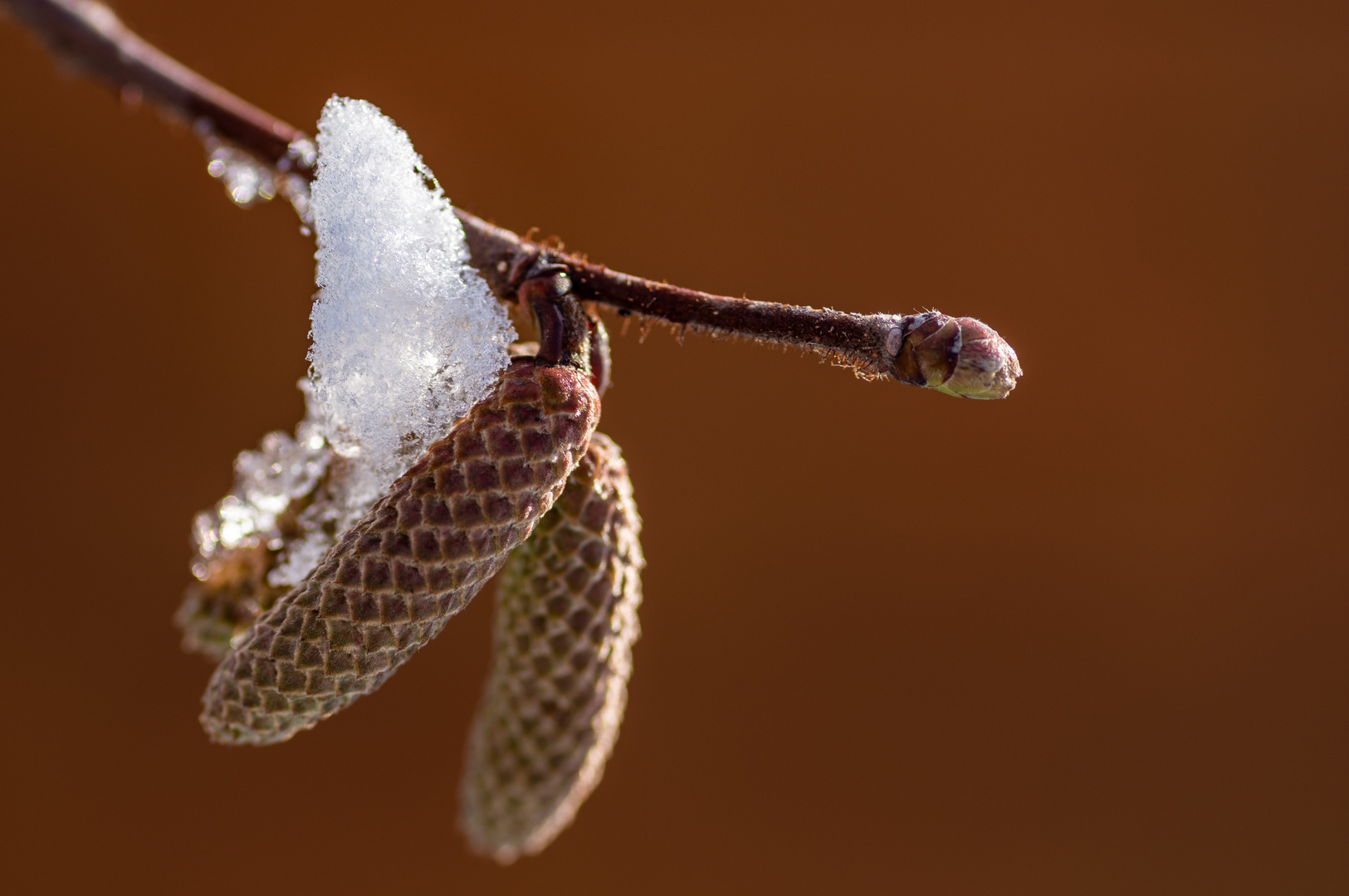 Winterhäubchen auf Frühlingsspur