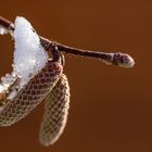 Winterhäubchen auf Frühlingsspur