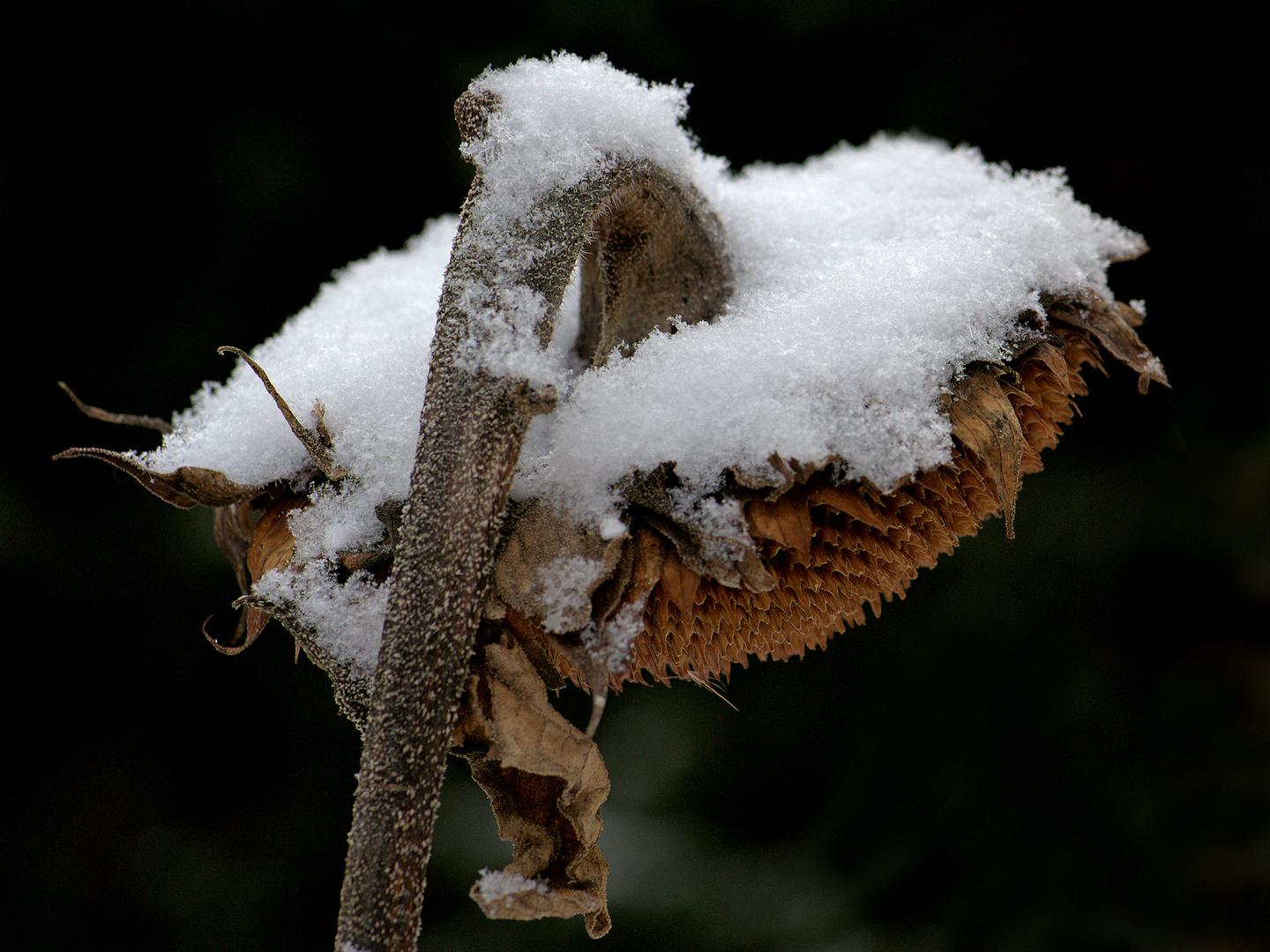 Winterharte Blüte