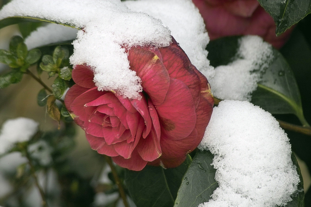 Winterharte Camelie mit Schnee im März