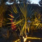 Winterharte Palmen  auf der Insel Hiddensee 