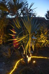 Winterharte Palmen  auf der Insel Hiddensee 