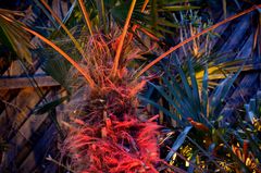 Winterharte Palmen  auf der Insel Hiddensee 