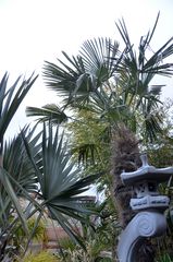 Winterharte Palmen auf Hiddensee 