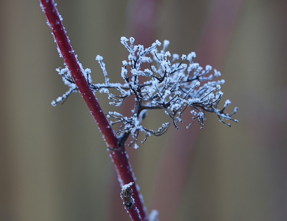 Winterhartriegel