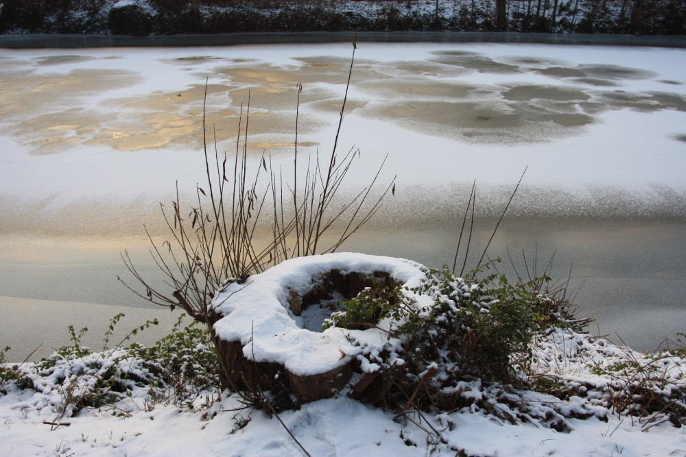 winterhase