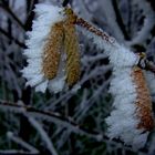 Winterhasel (Nebel, Frost, Niederrhein)