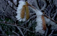 Winterhasel (Nebel, Frost, Niederrhein)