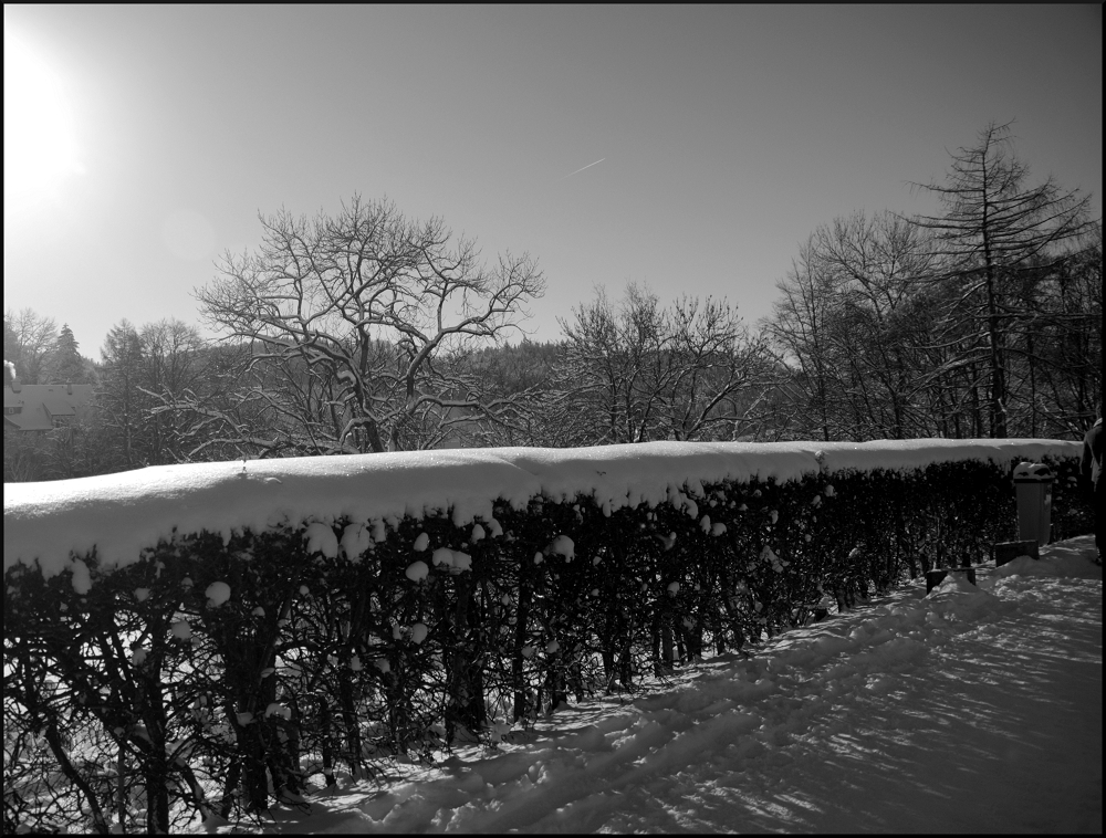 Winterhecke