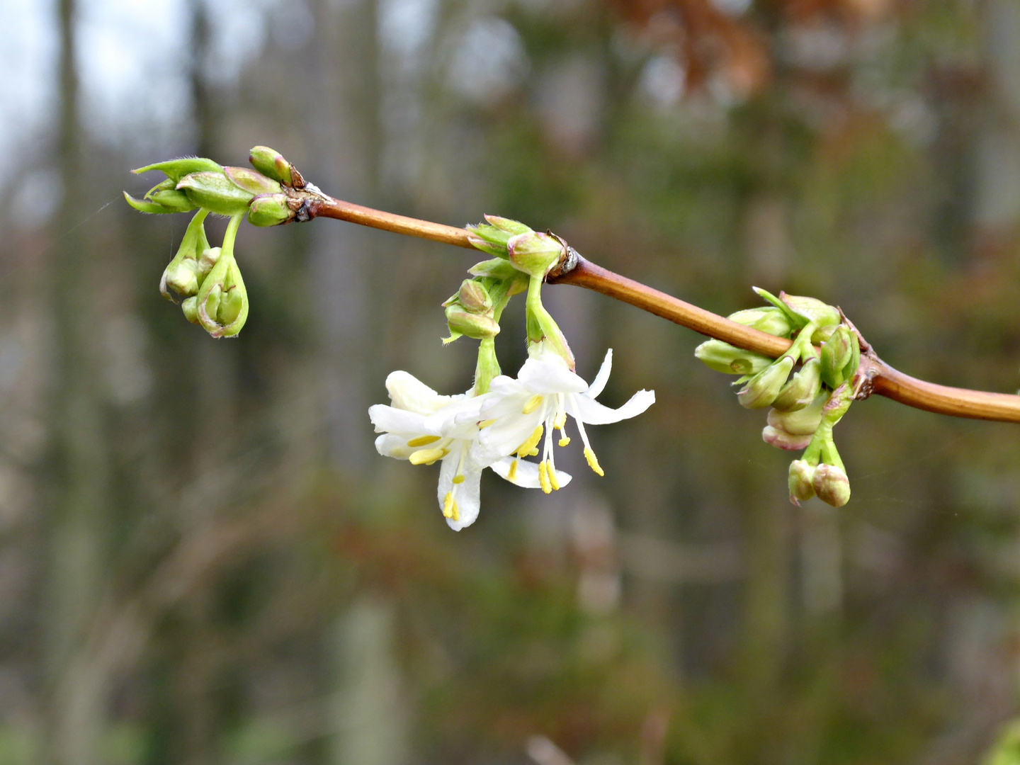 Winterheckenkirsche