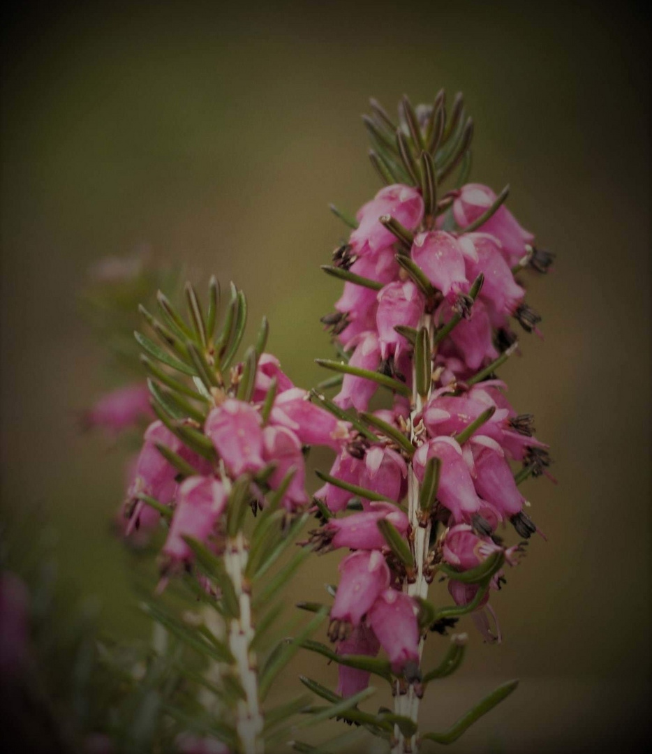 Winterheide