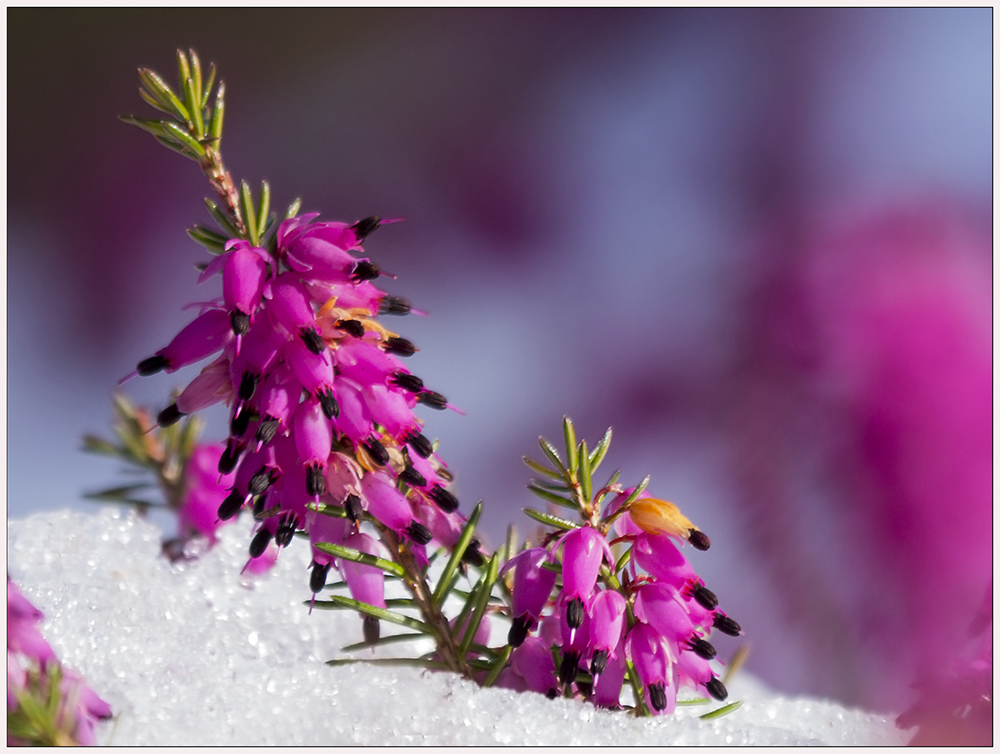 Winterheide