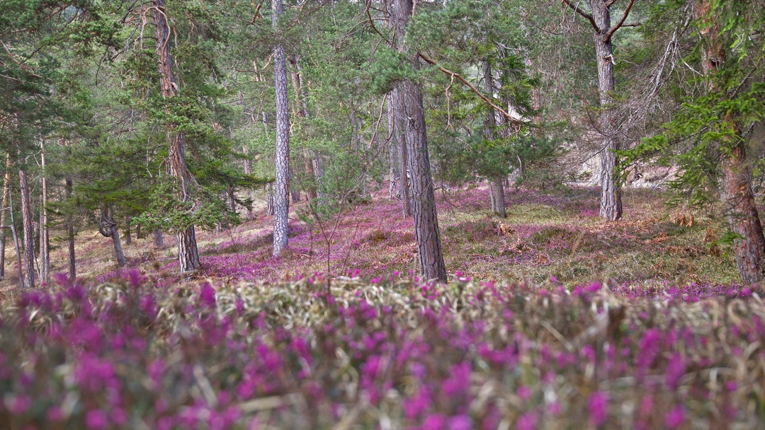 Winterheide-Blüte im Lechtal