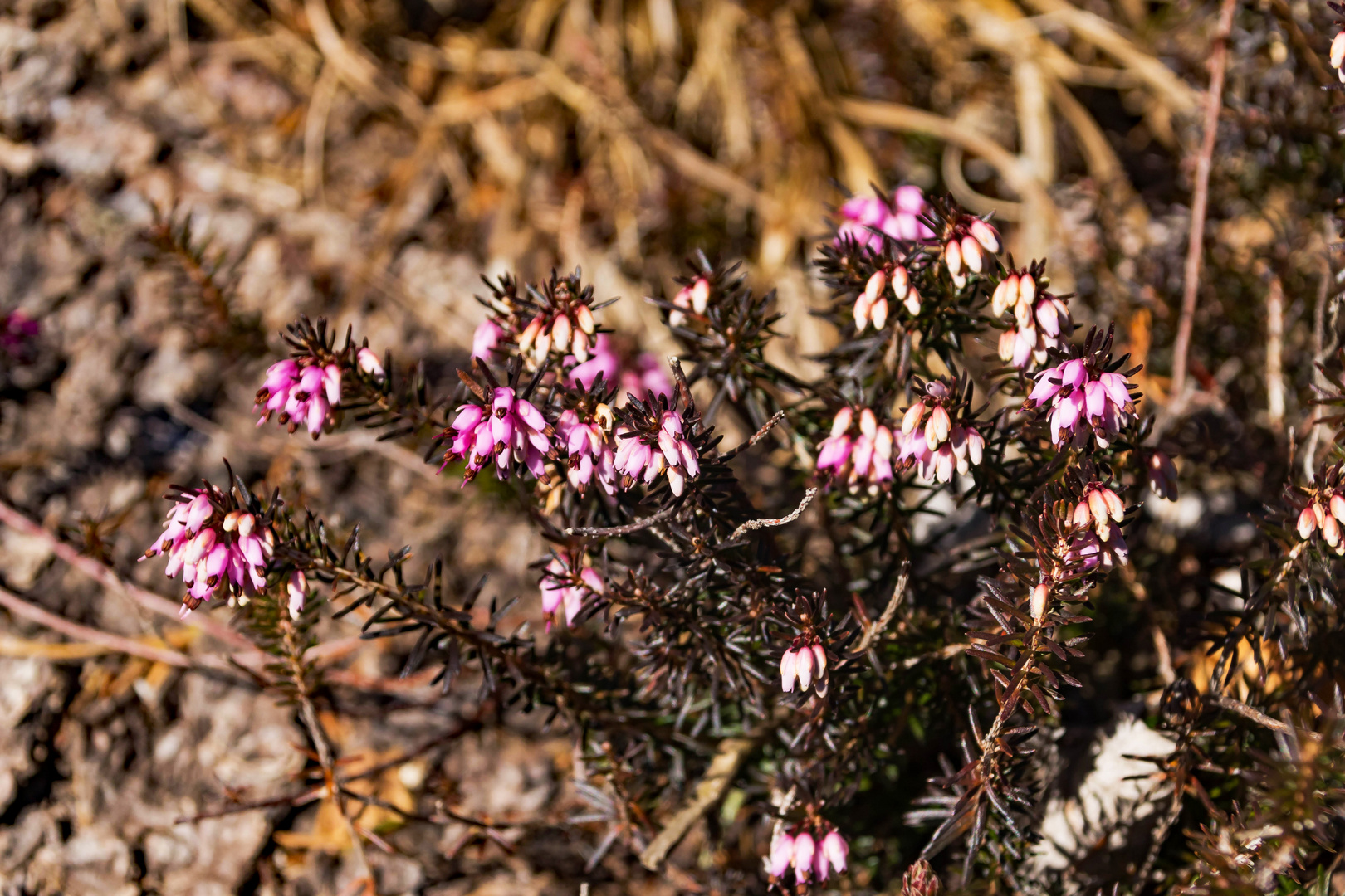 Winterheide