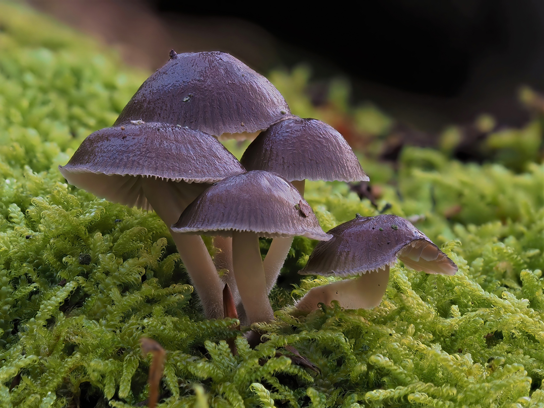 Winterhelmling, (Mycena tintinnabulum)