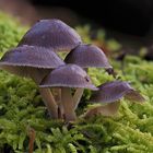 Winterhelmling, (Mycena tintinnabulum)