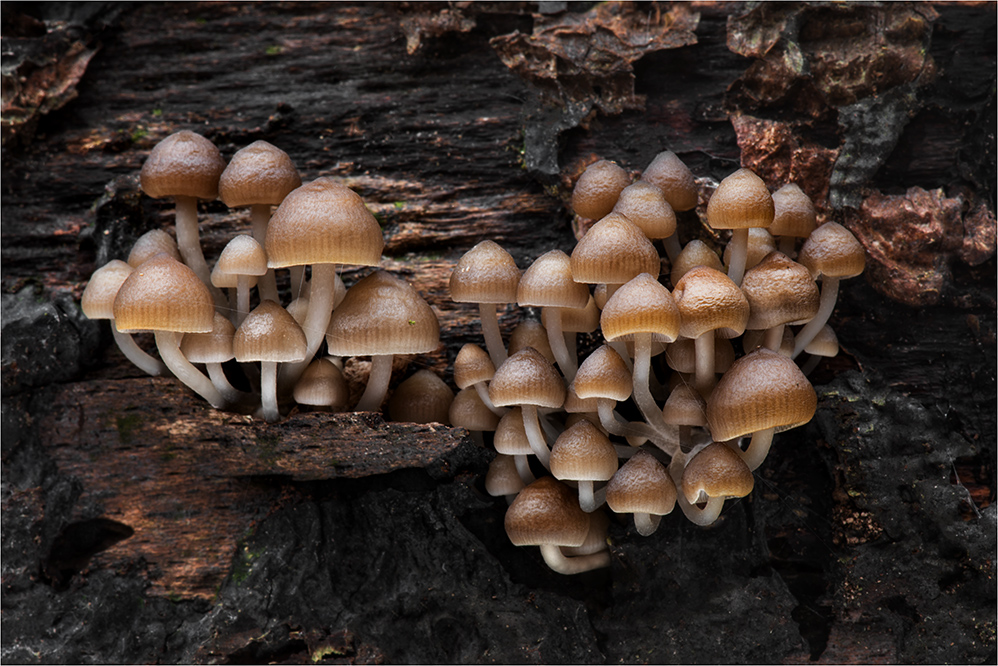 Winterhelmlinge (Mycena tintinabulum)