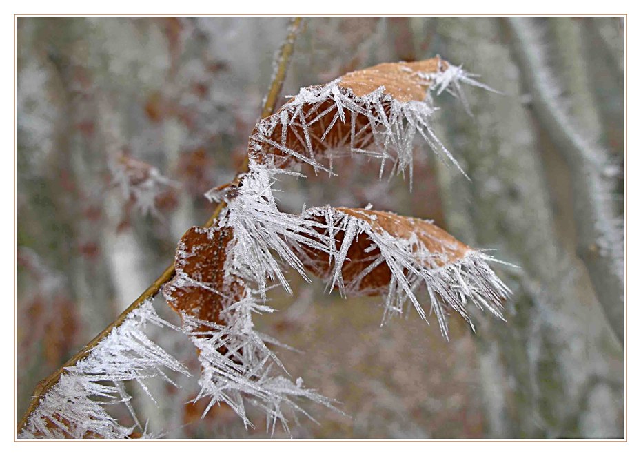 Winterherbstblätter