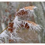 Winterherbstblätter