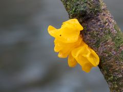 Winterhexe als Lichtblick - Goldgelber Zitterling