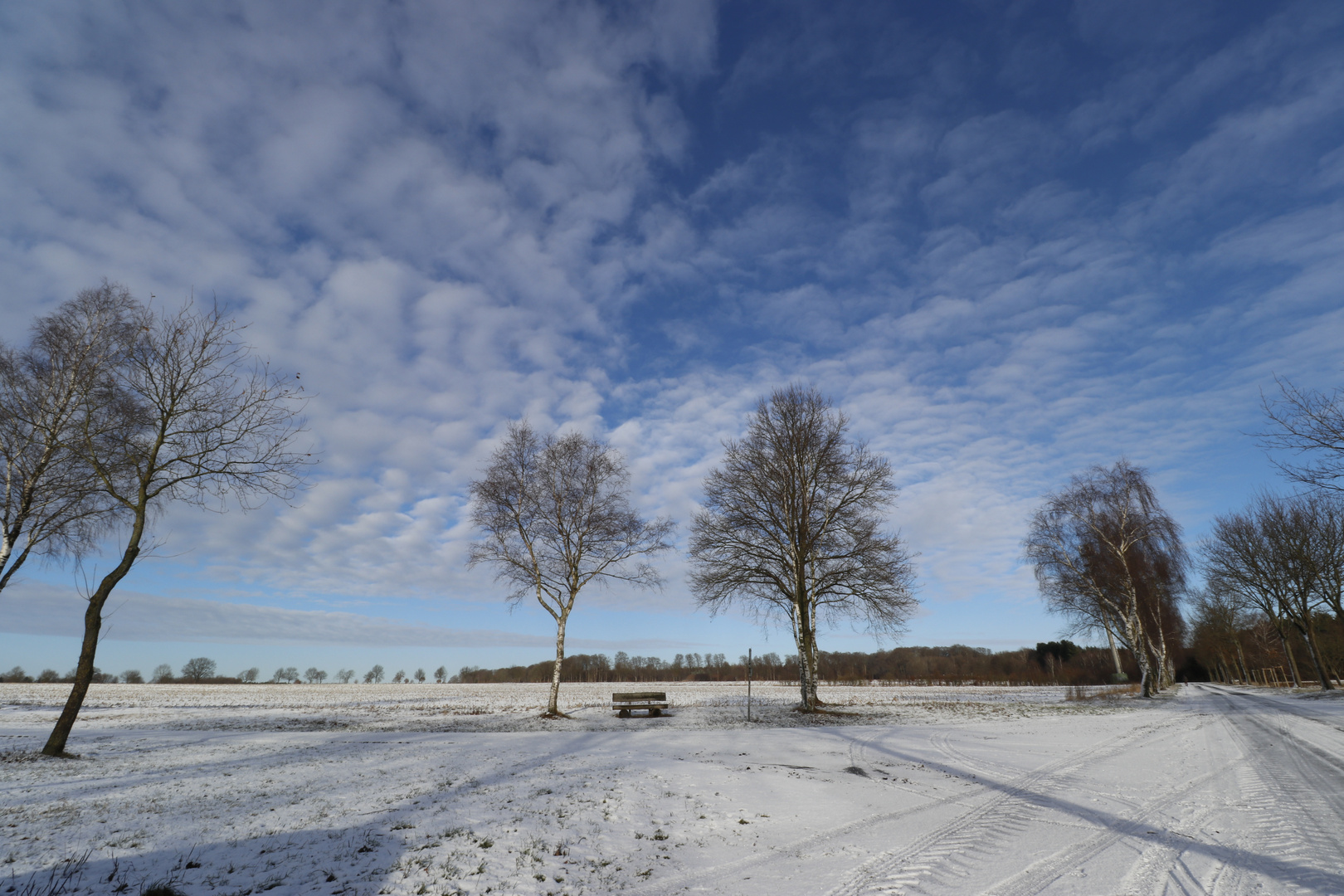 Winterhimmel mit Birke 1