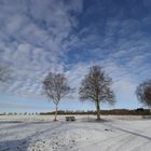 Winterhimmel mit Birke 1