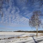 Winterhimmel mit Birke 2