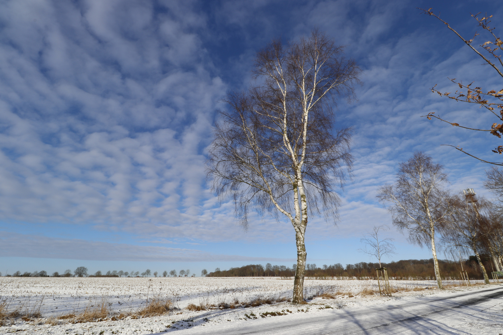 Winterhimmel mit Birke 3