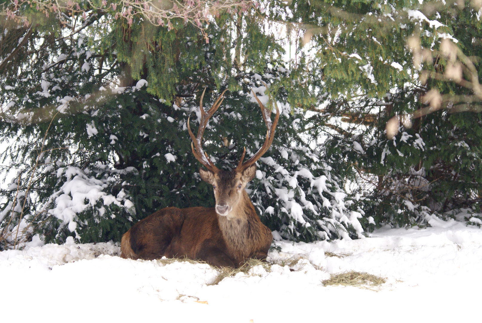 Winterhirsch