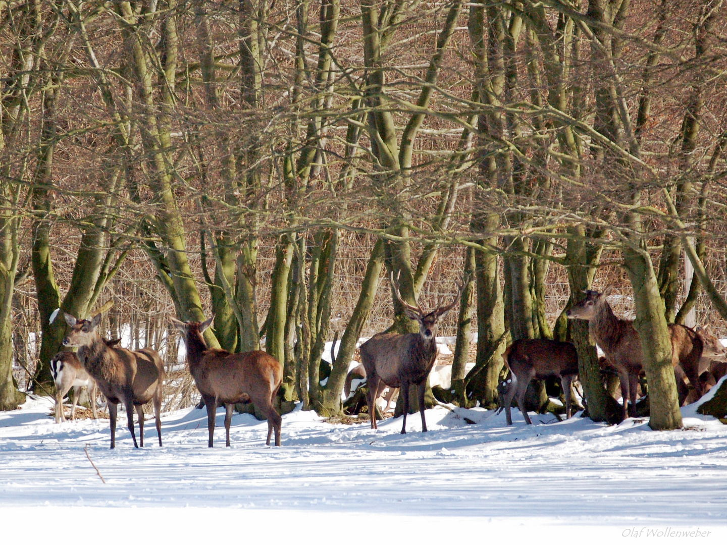 Winterhirsche