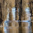 Winterhochwasser am Rhein, 01, 2021.02.13